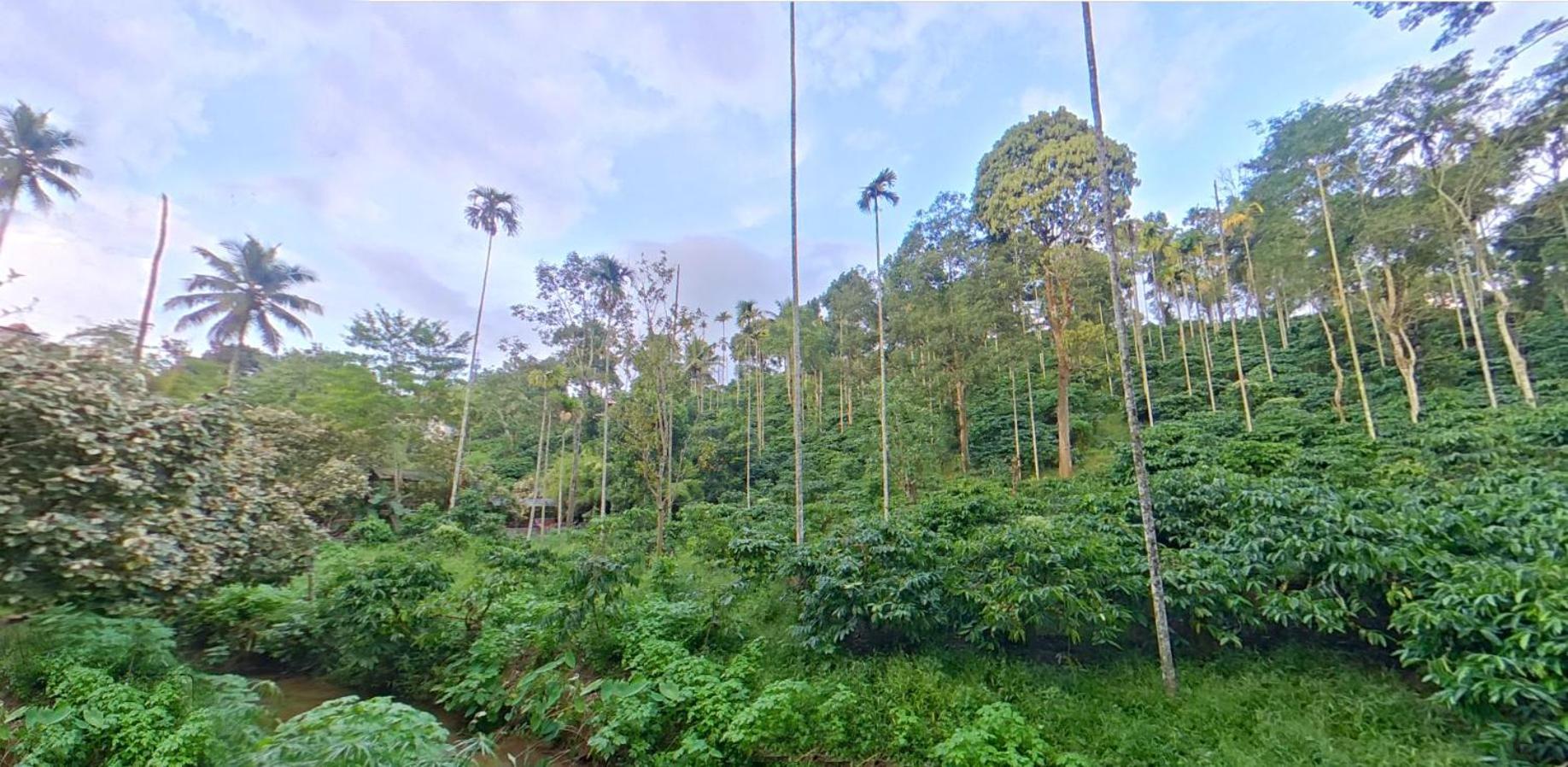 Wayanad Royal Stream Bed & Breakfast Kalpatta Dış mekan fotoğraf